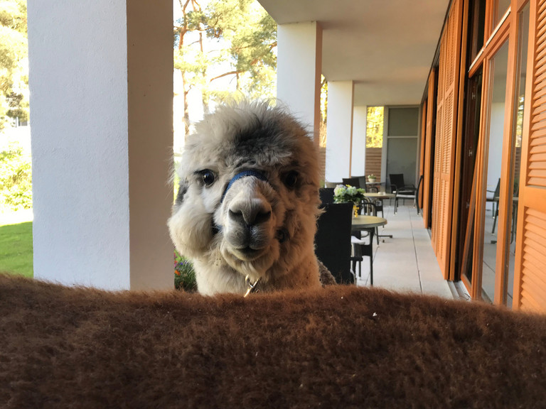 Ein Alpaka steht auf der Terrasse des Albertinen Hospiz Norderstedt